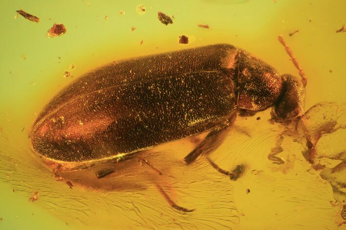 Fossil Beetle (Coleoptera) & Fly (Diptera) In Baltic Amber #90767